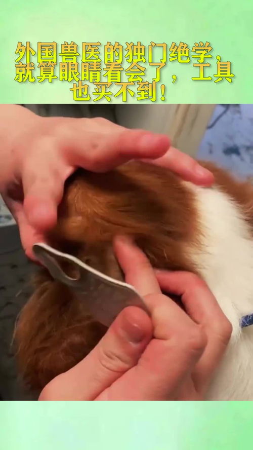 異國(guó)獸醫(yī)技藝 那些眼能看會(huì)，卻無(wú)處可覓的獨(dú)門(mén)工具